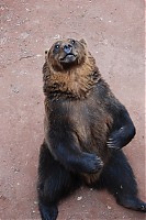 Dateiname=2008_06_28__16_50_50.jpg
Dateigröße=185KB
Abmessungen: 682x1024
hinzugefügt am: 18. Februar 2009 2008_06_28__16_50_50.jpg