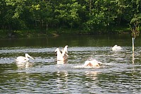 Dateiname=IMG_7245.jpg
Dateigröße=152KB
Abmessungen: 1024x682
hinzugefügt am: 05. Juni 2009 IMG_7245.jpg